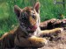 [obrazky.4ever.sk] tiger, mlada 6382005.jpg