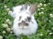 [obrazky.4ever.sk] zajac, datelina, trava 8612419.jpg